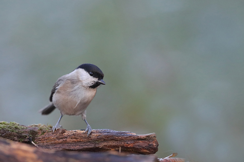 Mésange nonnette 1 IN.jpg