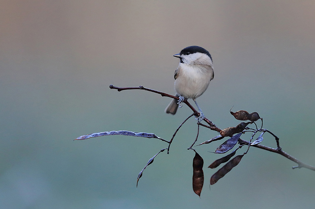 Mésange nonnette 2  IN.jpg