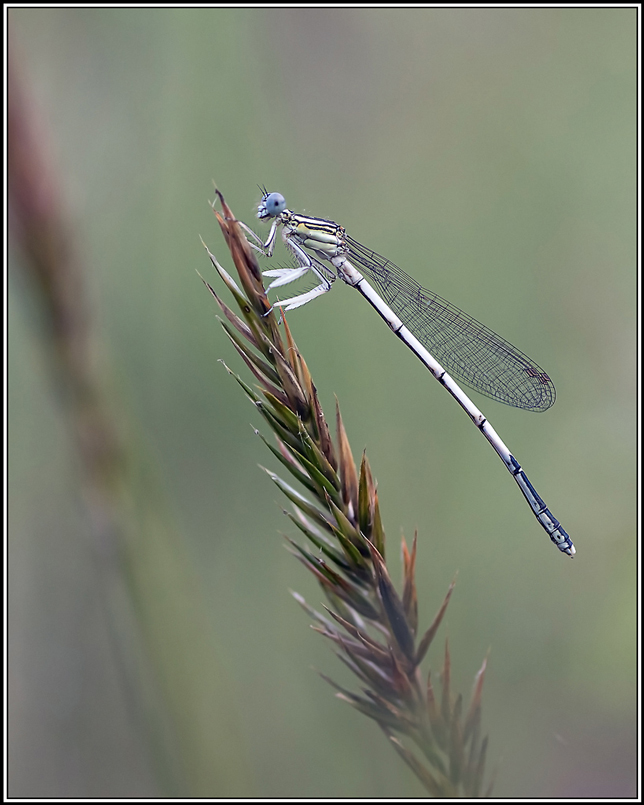 Agrion-blanchatre(Platycnemis-latipes)(1).jpg