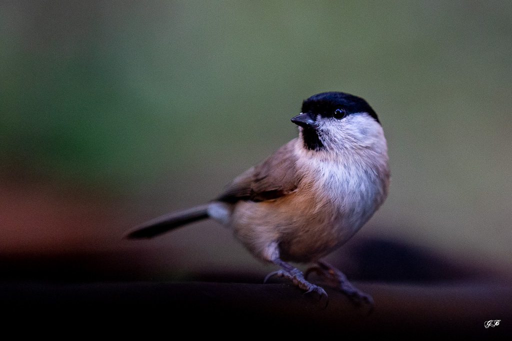 Mésange Nonette (Parus palustris) Marsh Tit-126.jpg