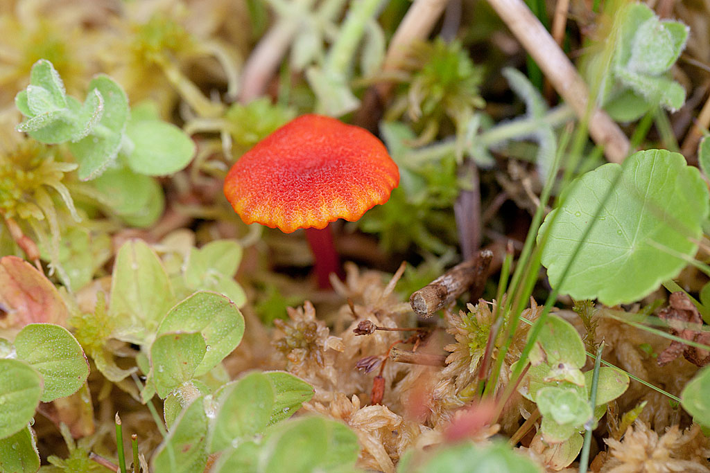 Hygrocybe cocineocrenata IN.jpg