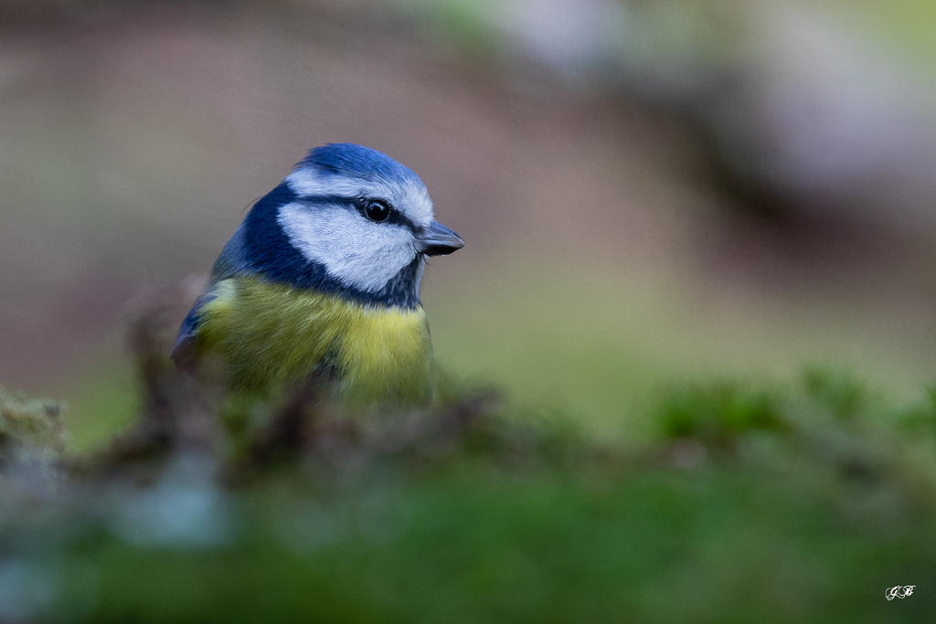 Mésange bleue (Parus caeruleus) European Blue Tit -428.jpg