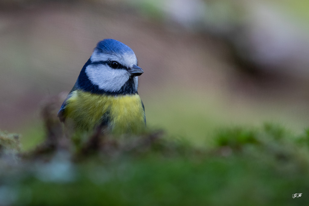 Mésange bleue (Parus caeruleus) European Blue Tit -430.jpg