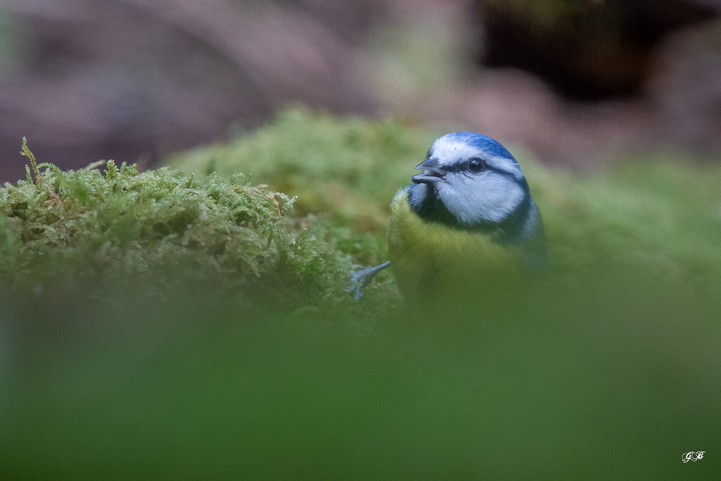 Mésange bleue (Parus caeruleus) European Blue Tit -431.jpg