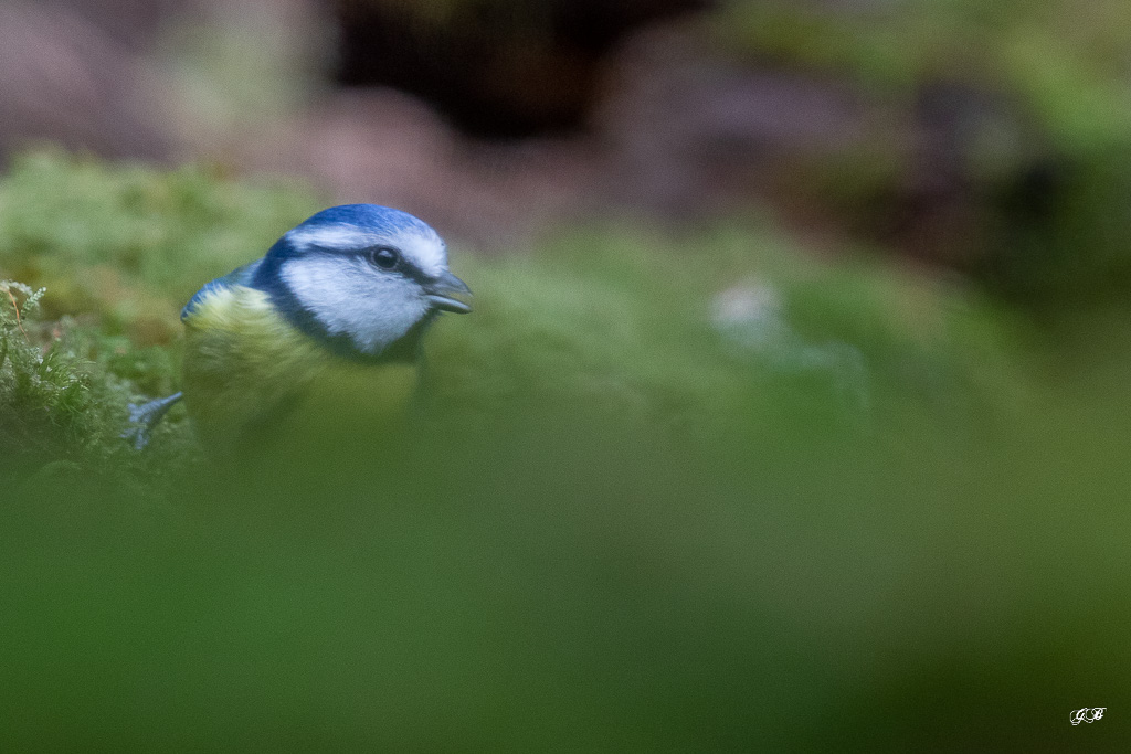 Mésange bleue (Parus caeruleus) European Blue Tit -432.jpg