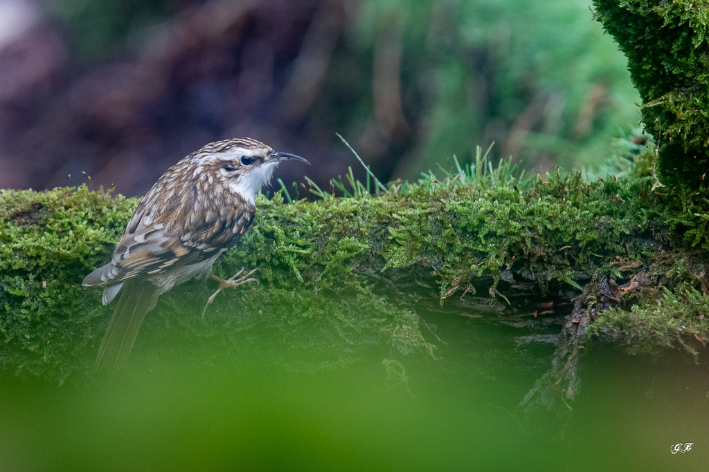 Grimpereau des Bois (Certhia familiaris) Eurasian Tree-Creeper-113.jpg