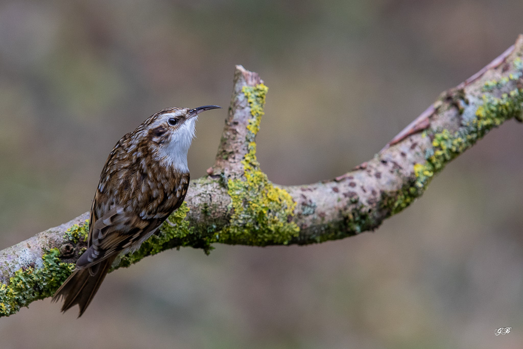 Grimpereau des Bois (Certhia familiaris) Eurasian Tree-Creeper-117.jpg