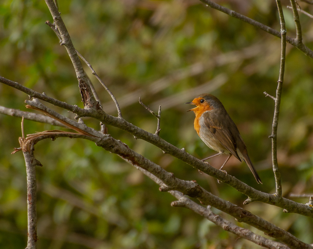 3- Rouge gorge.jpg