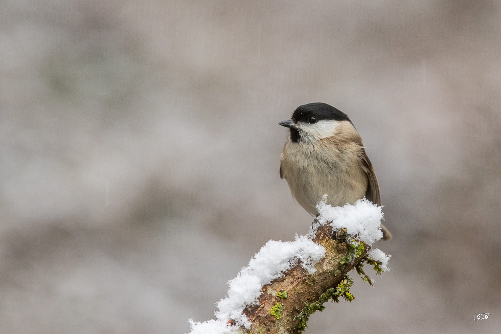 Mésange Nonette (Parus palustris) Marsh Tit-156.jpg