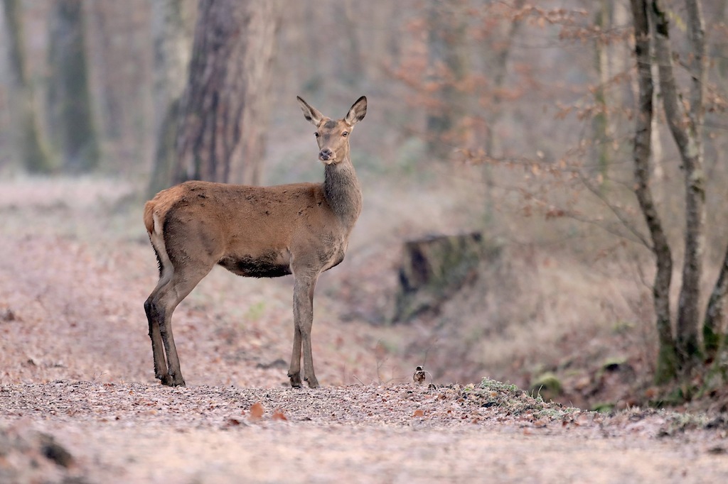 biche 1024.jpg