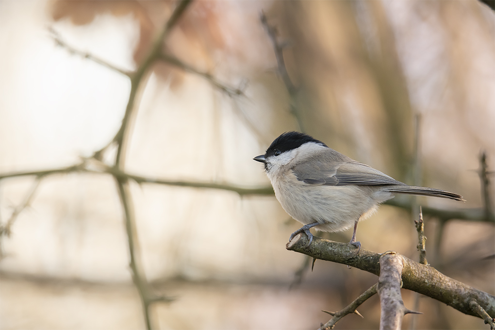 Mésange nonette 4.jpg