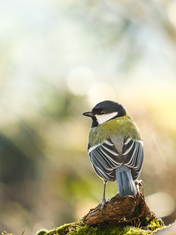 mésange charbonnière-8328.jpg