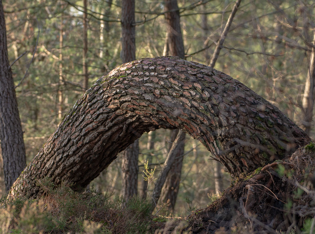 L'arche de Fontainebleau.jpg