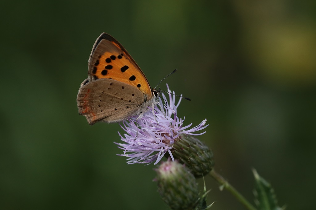 8 IMG_3390 Lycaena phlaeas Cuivré commun.JPG