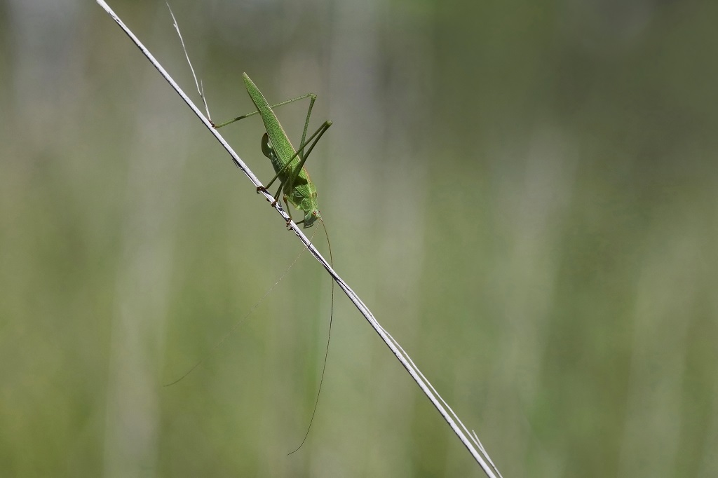 12 IMG_7960X Phaneroptera falcata.JPG