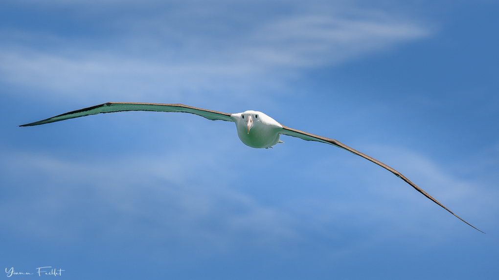 Royal Albatross.jpg