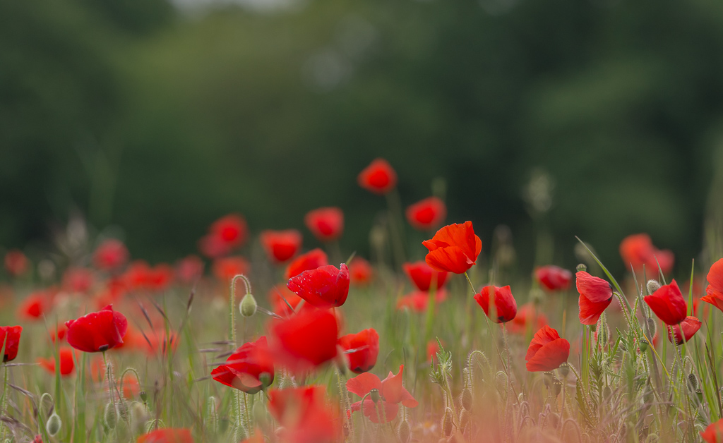 Coquelicots-.jpg