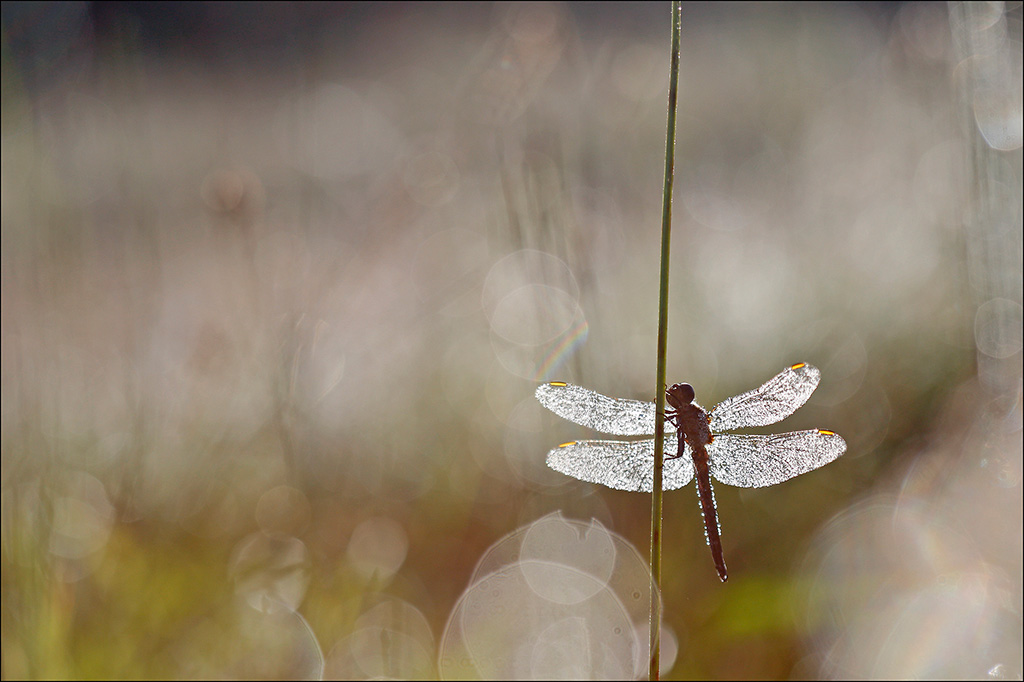 Orthetrum bleuissant_.jpg