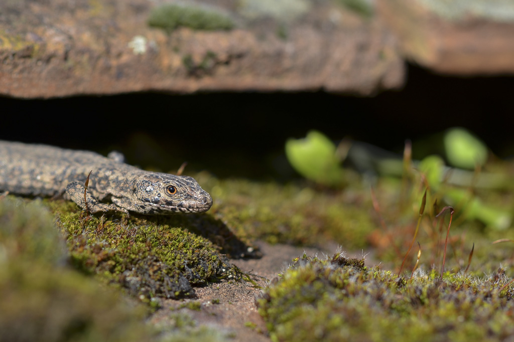 Premier lézard.jpg