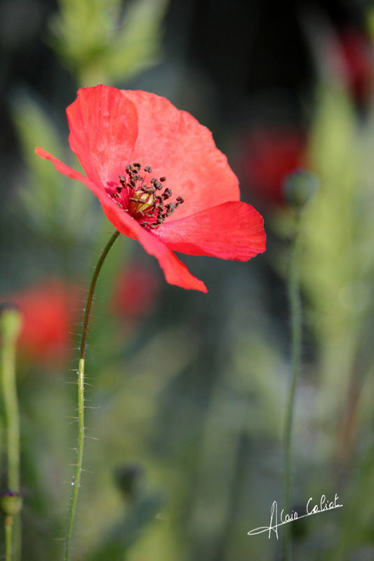 Coquelicot_CALIOT_3.jpg