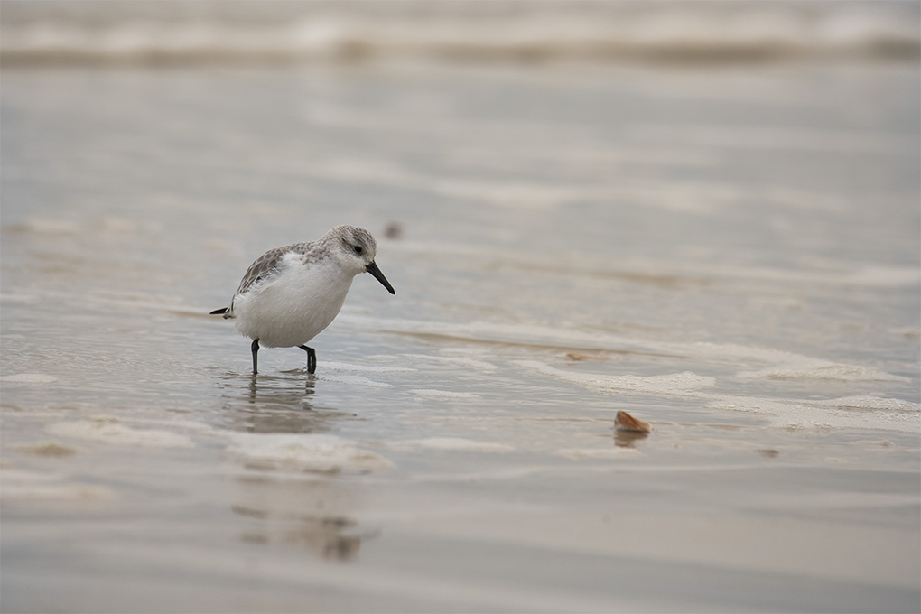 becasseau sanderling 2.jpg