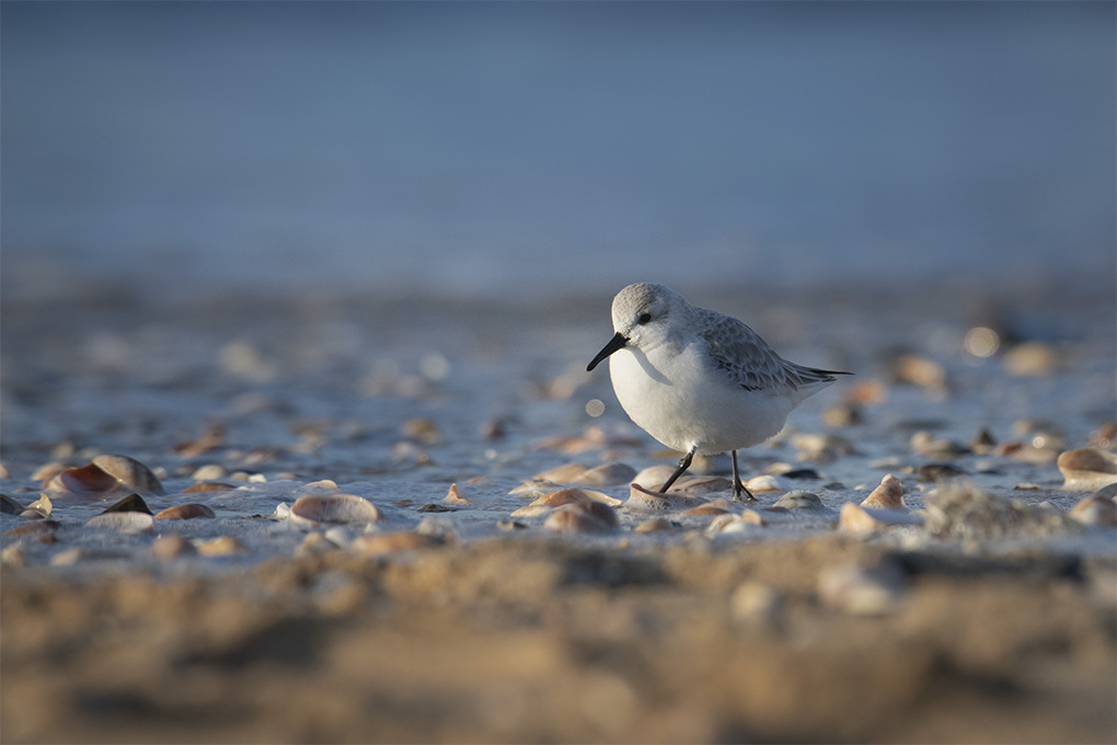 becasseau sanderling 8.jpg