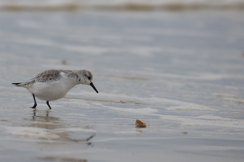 becasseau sanderling 10.jpg