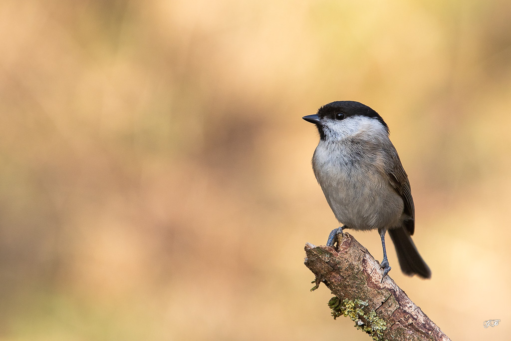 Mésange Nonette (Parus palustris) Marsh Tit-166.jpg