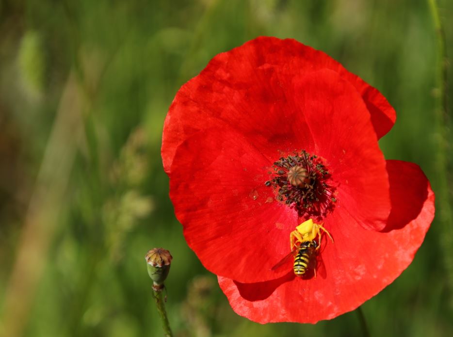 2019.05.26 Coquelicot3.JPG