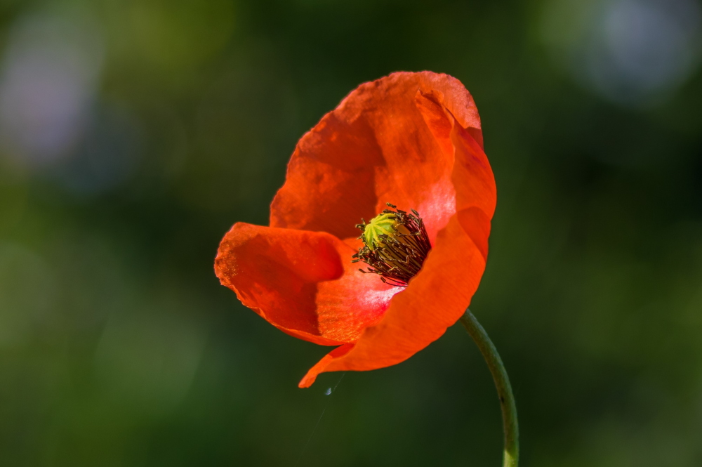 coquelicot5.jpg