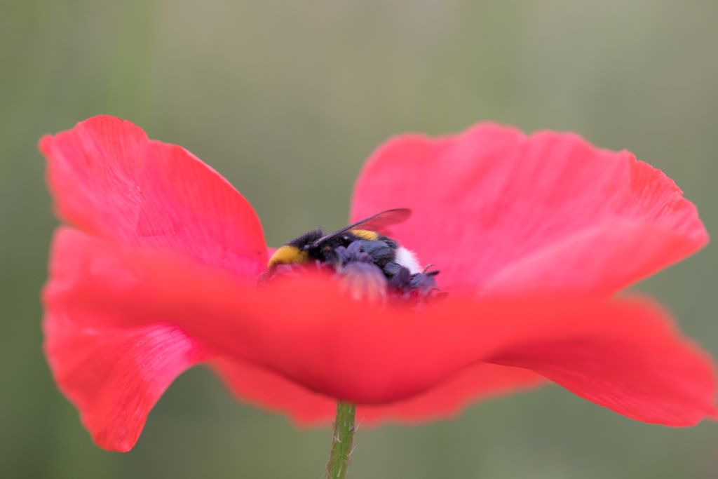 coquelicots-1163.jpg