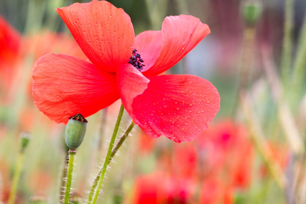 coquelicots-34.jpg