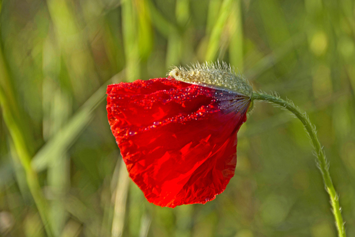 JCl Ortiz Coquelicots (2).jpg