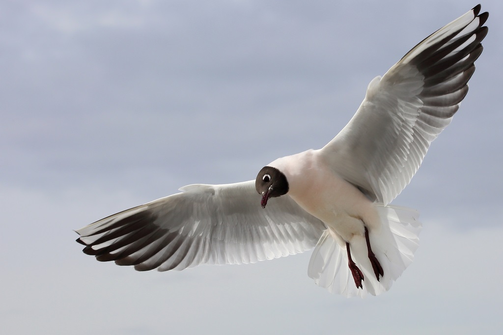 836 Mouette rieuse.jpg