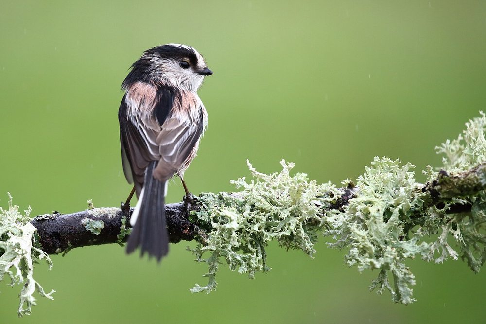 mésange longue queue.jpg