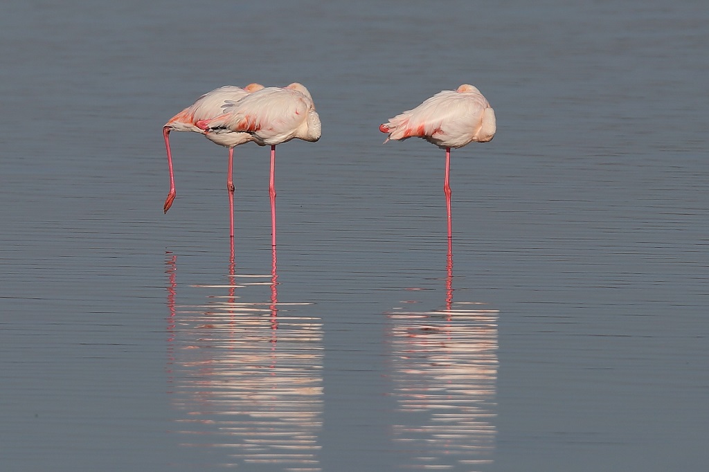 853 Flamands roses.jpg