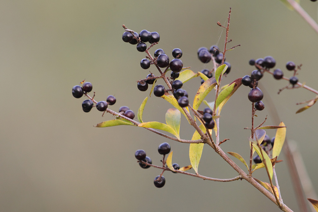 Troène vulgaire - Ligustrum vulgare fructification - IN.jpg