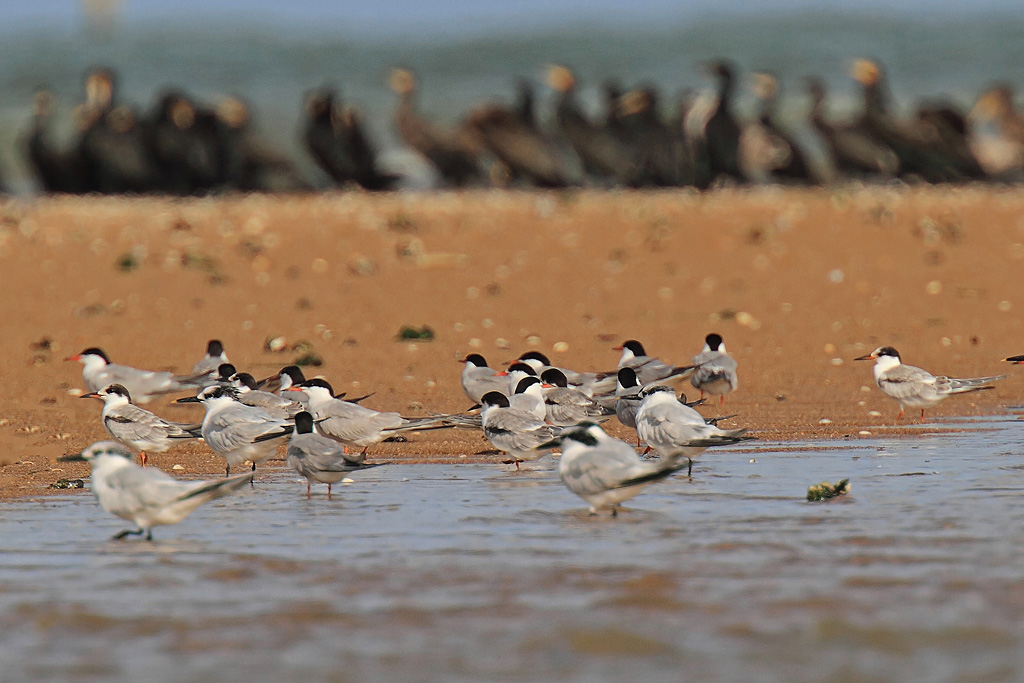 Sternes pierregarins migration 6 IN.jpg