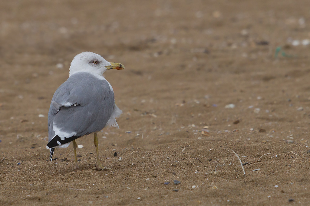 Goeland leucophée 12 IN.jpg