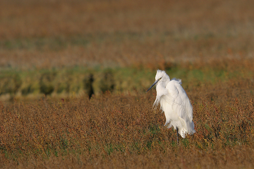 Aigrette garzette 14 IN.jpg