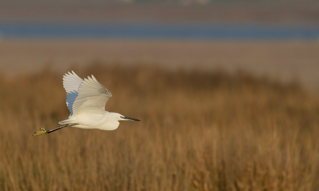 Aigrette garzette en vol 9 IN.jpg