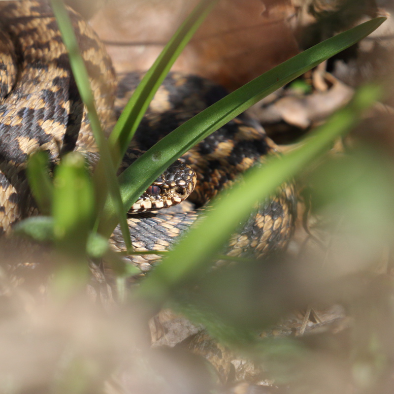 Vipère péliade - Vipera berus V82 070421 I&N.JPG