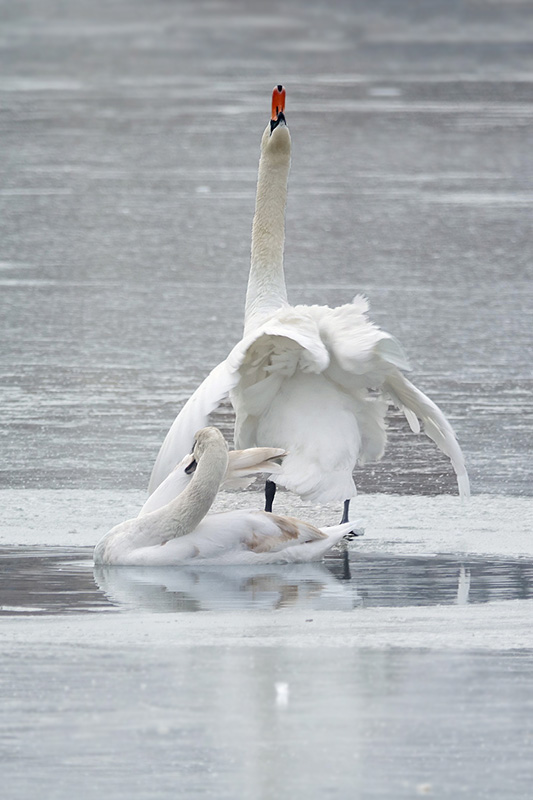 cygne.jpg