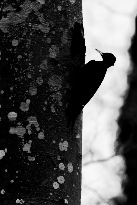 Pic Noir (Dryocopus martius) Black woodpecker-109.jpg