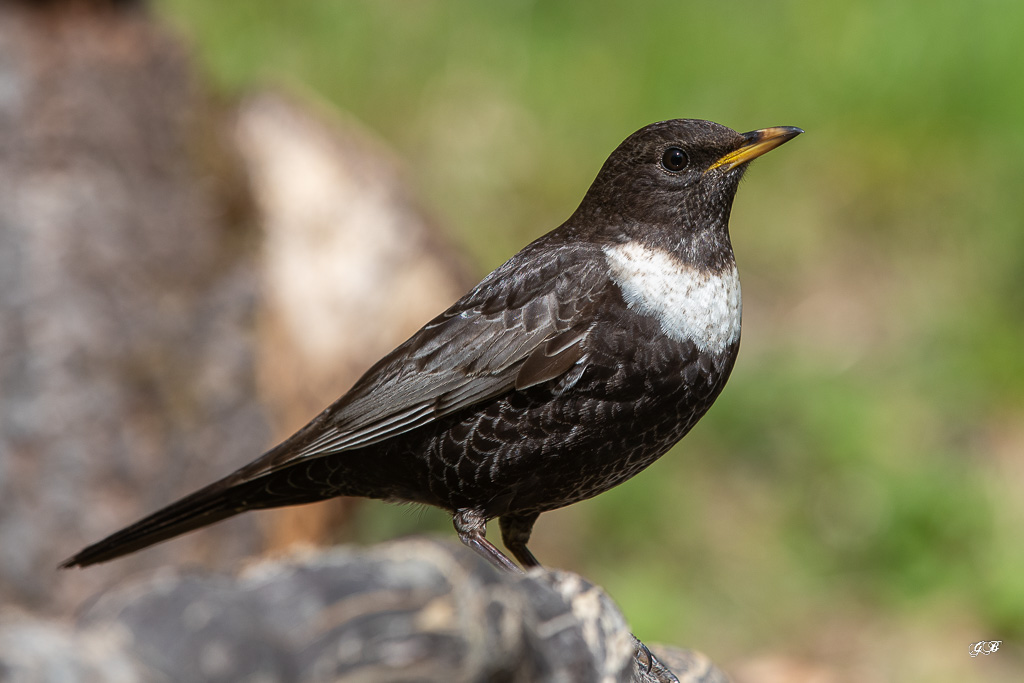 Merle à plastron (Turdus torquatus) Ring Ouzel-29.jpg