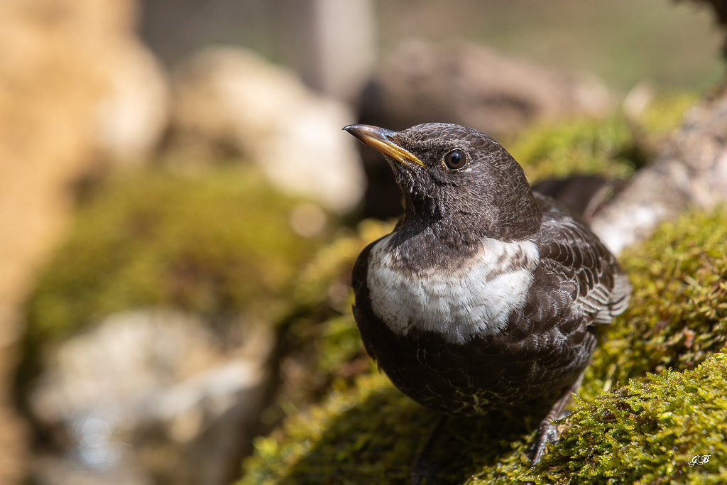 Merle à plastron (Turdus torquatus) Ring Ouzel-3.jpg