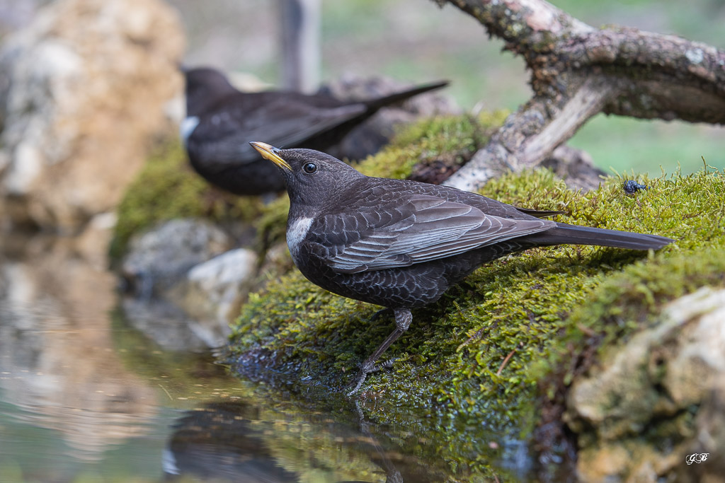 Merle à plastron (Turdus torquatus) Ring Ouzel-11.jpg