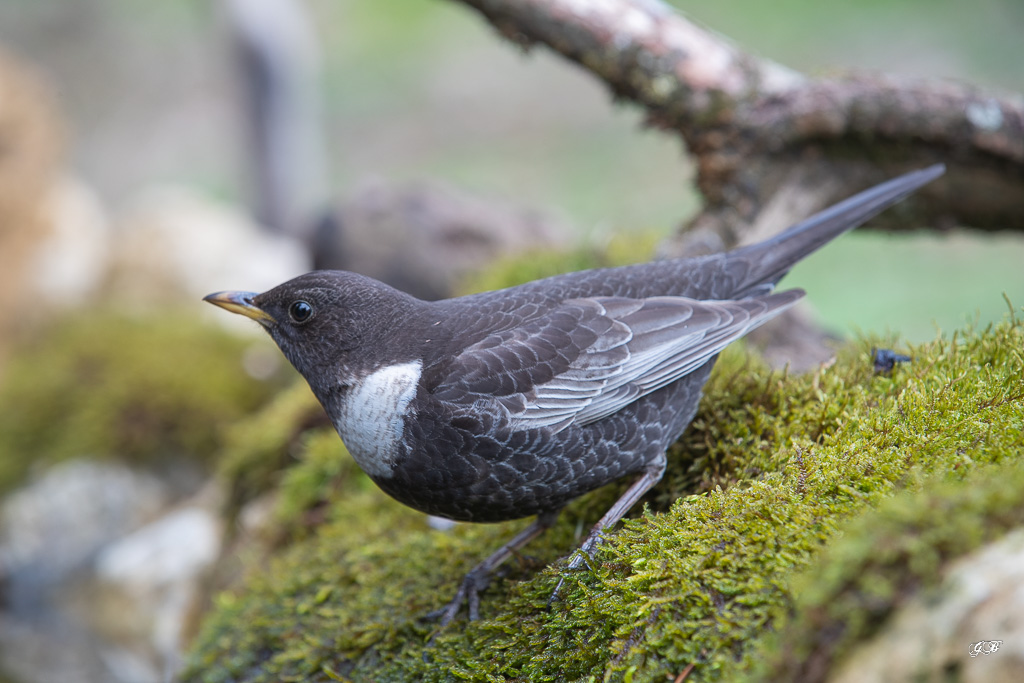 Merle à plastron (Turdus torquatus) Ring Ouzel-42.jpg