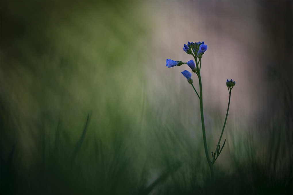 cardamine des prés 7.jpg