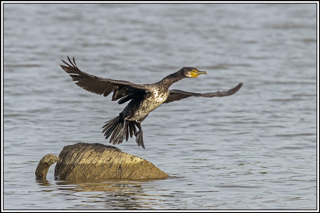 grand_cormoran(489).jpg